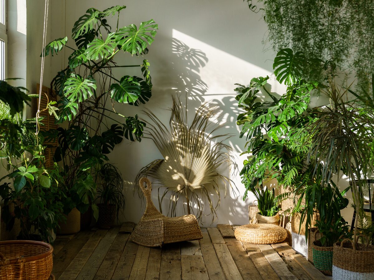 The sun shines through the window into a room with white walls and wooden floors that’s filled with house plants of different sizes