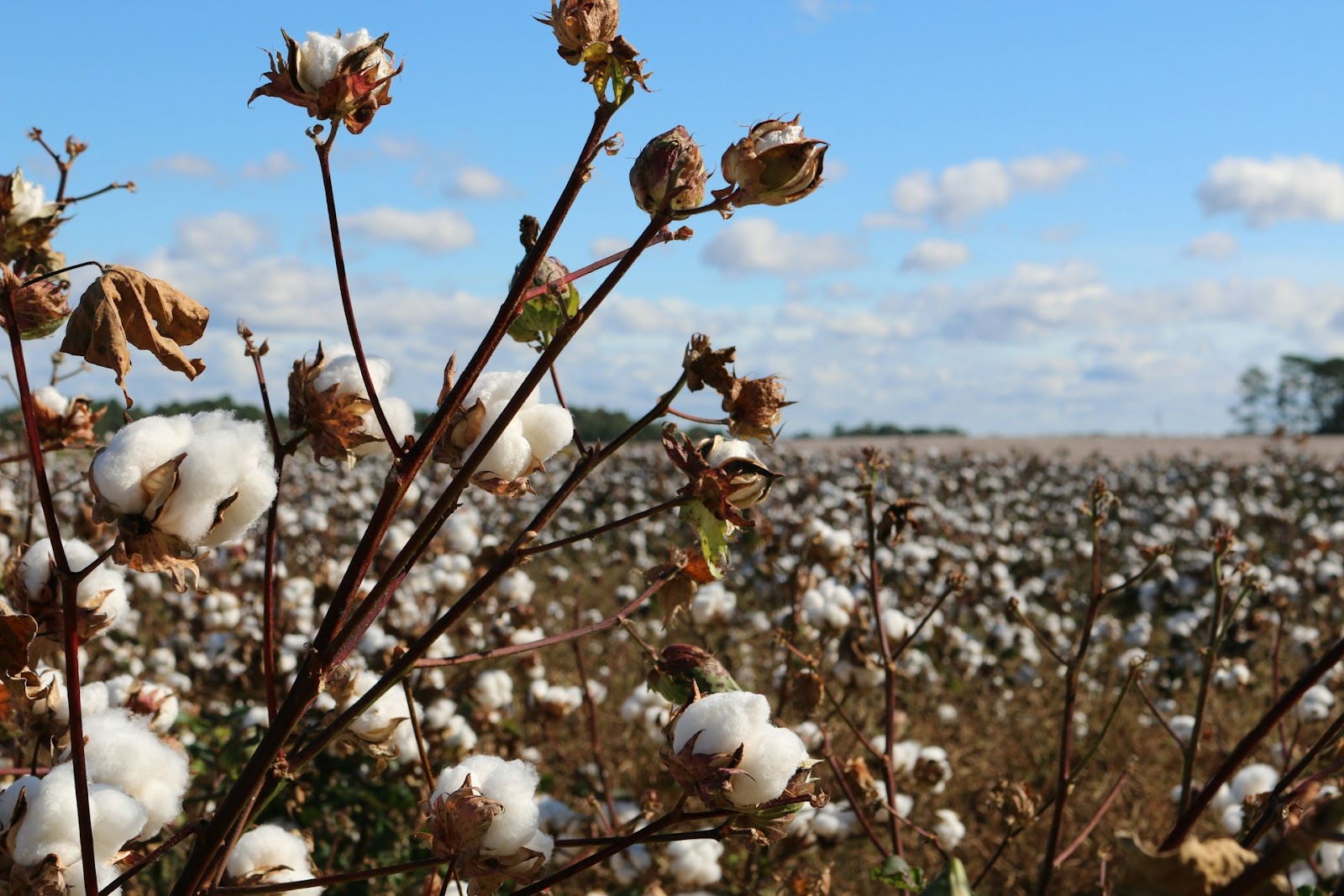 A close-up of a field of organically grown cotton 