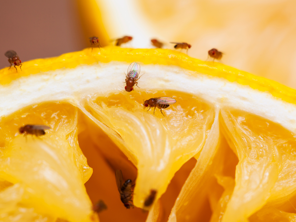 Close-up of fruit flies on an orange slice