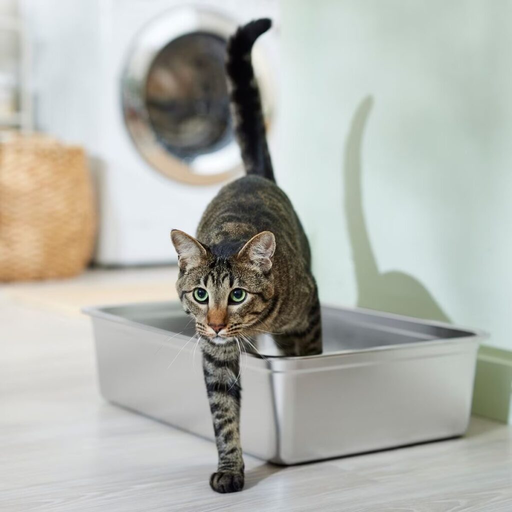 A brown mackerel tabby cat with gray and black stripes steps out of a stainless steel litter box.